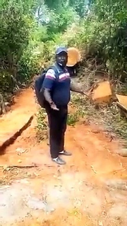 Coupe illicite de bois à Tendouck: Le syndrome d’un autre Boffa-Bayotte plane dans le Blouf