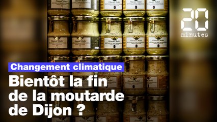 Réchauffement climatique : Bientôt la fin de la moutarde de Dijon ?