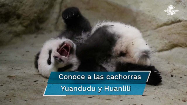 Conmovedor, captan en video primeros pasos de cachorros panda en zoológico de Francia