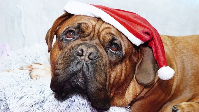 Estrés, angustia y dolor, los efectos del ruido de la pirotecnia en las mascotas