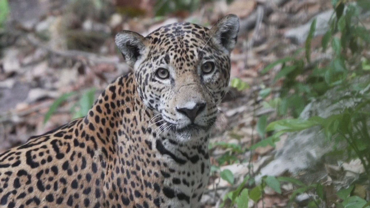 Pese a esfuerzos, el felino más grande de América sigue en peligro