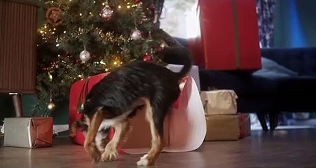 The Gift _ RSPCA _ Christmas Ad