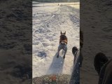 Jack Russell Races Down Sledding Hill