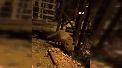 Aç kalan tilki merkeze inerek karnını doyurdu... O anlar böyle görüntülendi