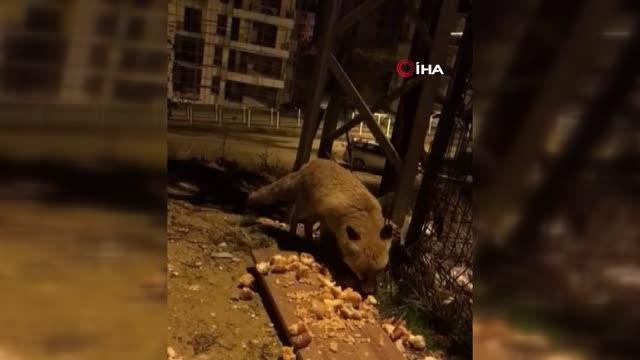 Aç kalan tilki merkeze inerek karnını doyurdu... O anlar böyle görüntülendi