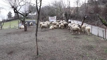 Köpeklerin saldırısına uğrayan keçi ve koyunlar telef oldu
