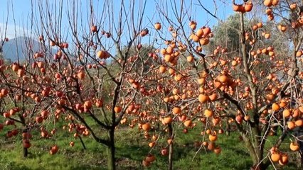 Üniversite öğrencileri ihtiyaç sahipleri için cennet hurması topladı