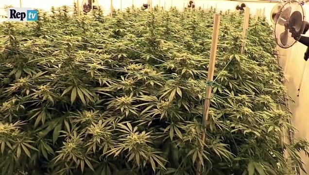 Cannabis terapeutica, Speranza e Guerini firmano accordo per aumentare la produzione a Firenze