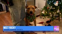 Yavapai Humane Society - Pet Car Safety Tips and Dogs Looking for their Ho-Ho-Home