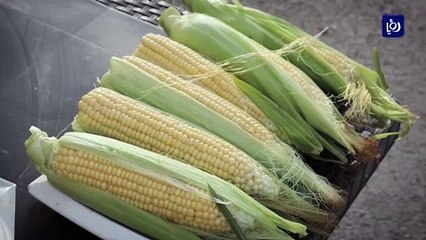 فتاة تؤسس مشروعا لبيع الذرة في إربد