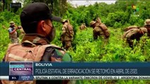 Gobierno de Bolivia restablece reducción de cultivos ilegales