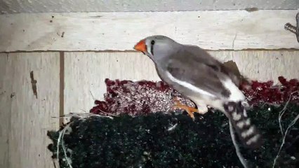 ZEBRA FINCH 20201205_063304 REPAIRED