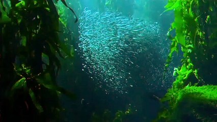 Sea fish //ocean animals