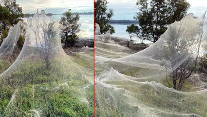 Avustralya'yı saran iki ayrı böcek istilası! Biri hayalet gibi her yeri kapladı, diğeri ısırınca yumruk etkisi yaratıyor