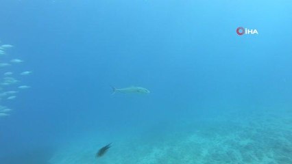 Tral sürüsünün av olmamak için aldığı şekil görenleri hayrete düşürdü