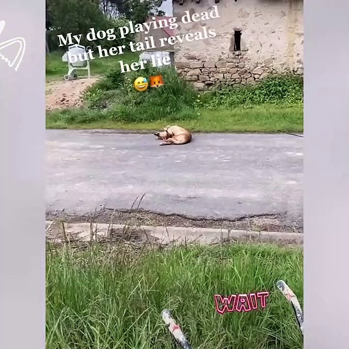 The cute reaction of funny cats, funny videos of cute pet cats, too funny!