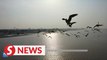 Wild geese winter on Yellow River shore in east China