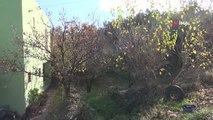 Mersin'de armut ağacı Aralık ayında meyve verdi