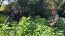 Mammola (RC) - Coltivazione di marijuana in località Ricciardo: 2 arresti  (18.12.21)