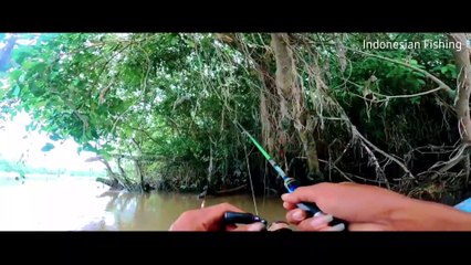 Indonesian Fishing - Mancing ikan gurame di sungai