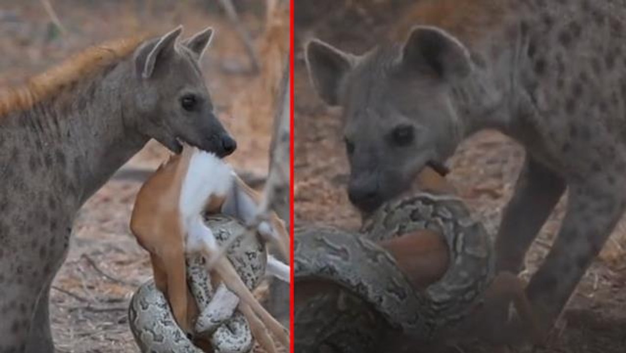 Yavru geyiği avlayan piton, avcıyken av oldu! İşte vahşi doğanın acımasız yüzü