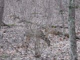 Whitetail Deer Feeding Woods
