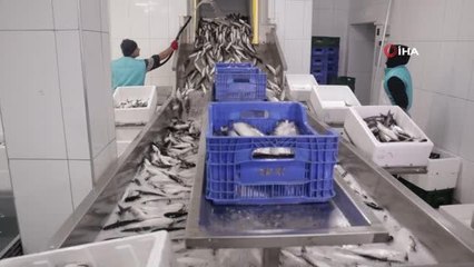 Dalyan kefalinin kilosu 20 liradan satılıyor