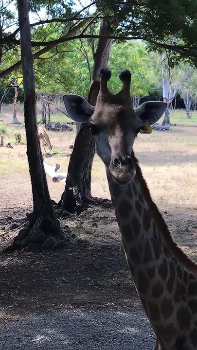 See how this giraffe enjoys its bit of grass | funniest animal | pet video | pet comedy | wild life