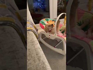 Playful Puppy Relaxes Like a Baby