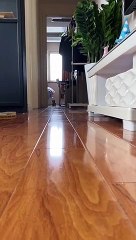 Very cute little kitten