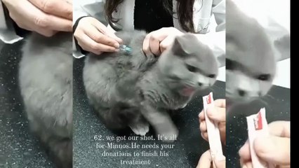 cats hospital  #cats #cute #angora