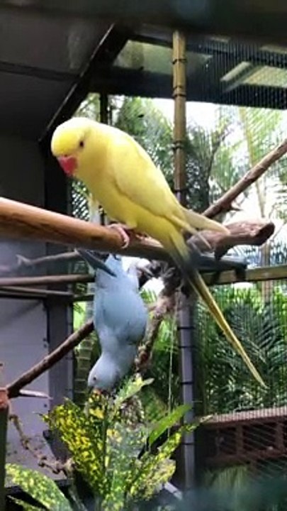 A cockatiel's strange dilemma! | birds | funniest animals | pets video | pets comedy | funny animals