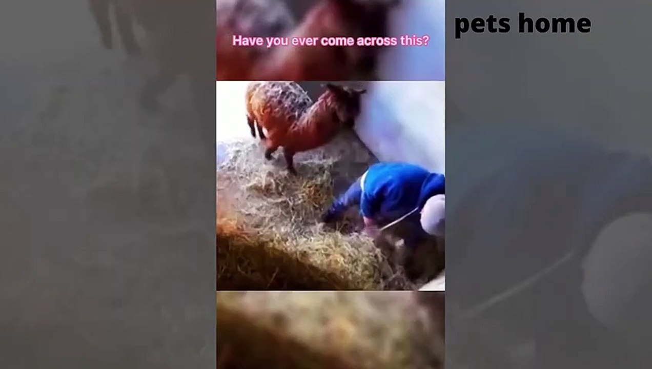 funniest animal videos  tha will 100 make you laugh  by pets home 10_1080pFHR