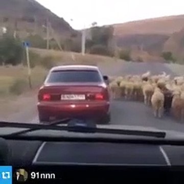 Los foraneos consiguiendo comida