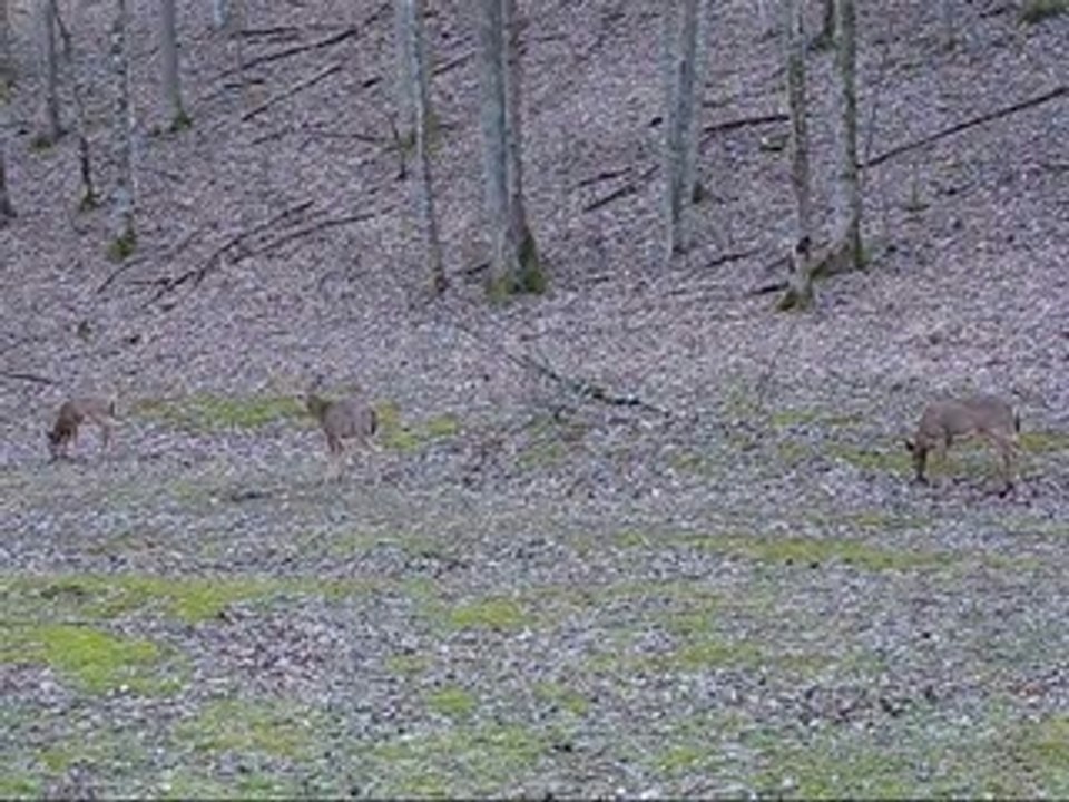 Wildlife Deer Mountain Stream