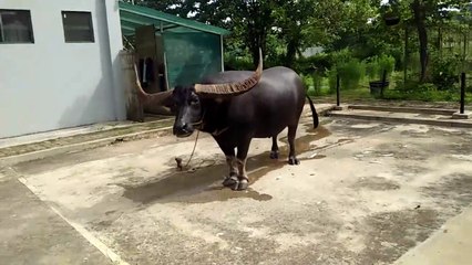 Animal buffalo toraja guys