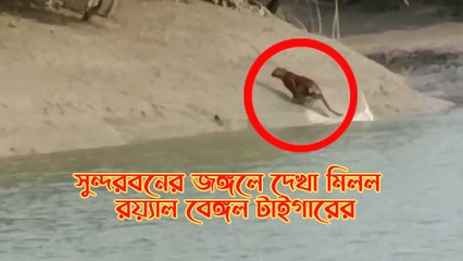 সুন্দরবনের জঙ্গলের পর্যটকদের সামনে দেখা দিল রয়্যাল বেঙ্গল টাইগার | Oneindia Bengali