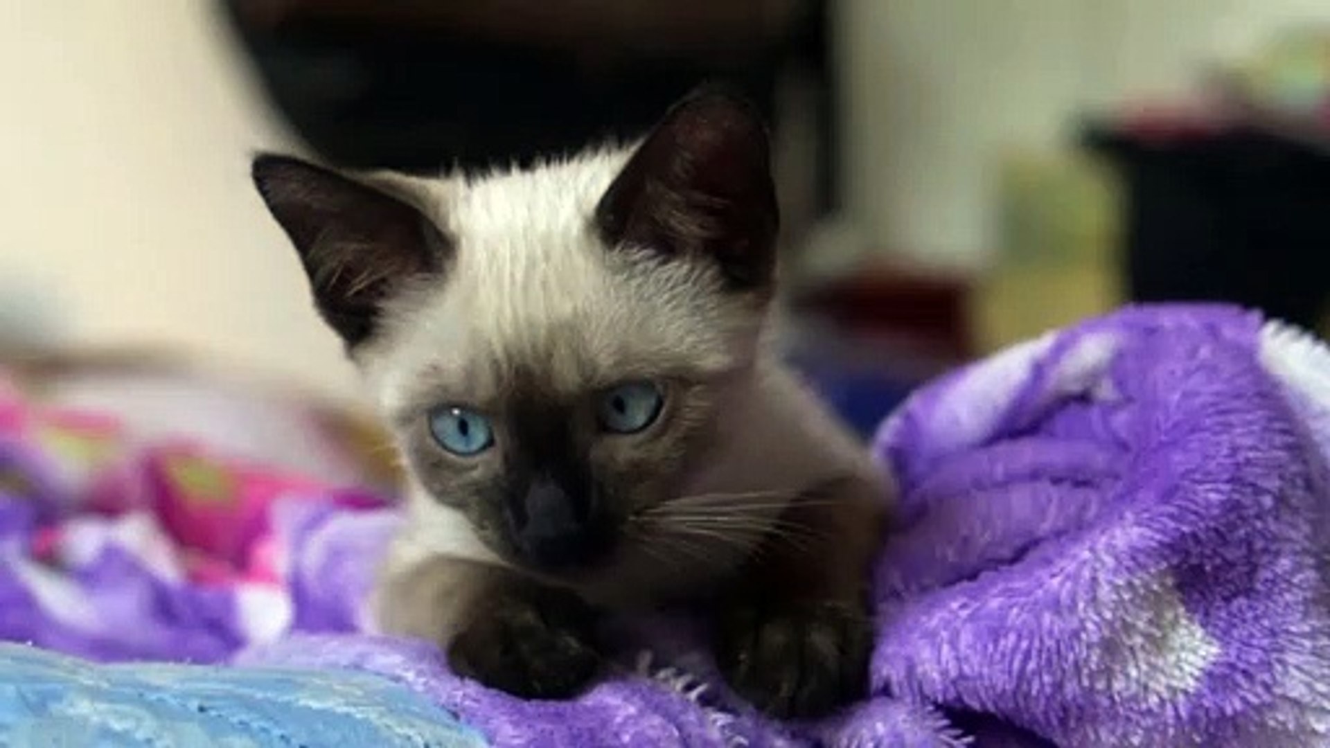 CAT  VIDEOS - Cute Cat Videos - Funny Cats