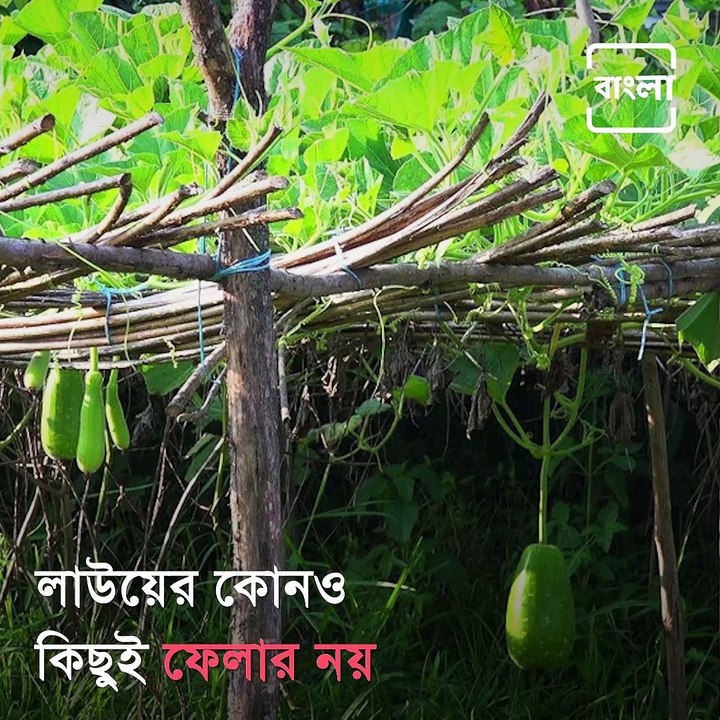 Know How To Make Bangladeshi Style Bottle Gourd Seeds Bhorta