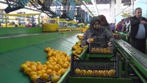 Yaş sebze meyve ihracatçıları pazar yelpazesini genişletmeyi hedefliyor