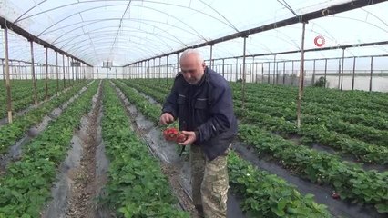 Silifke'de kış ortasında çilek hasadı