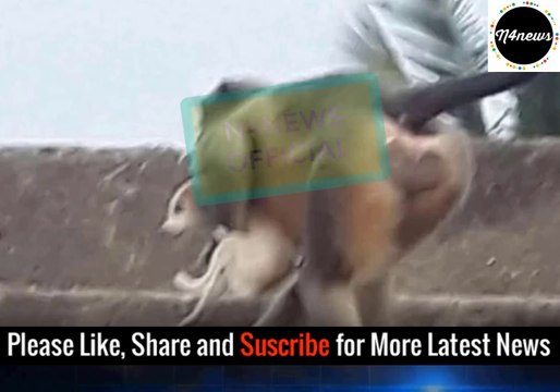 Vengeful monkeys 'throw 250 dogs to their deaths' after baby monkey killed