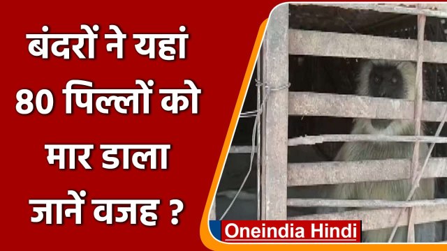 Monkeys और Dogs के बीच खूनी गैंगवार, 80 पिल्लों की हत्या, दो बंदर गिरफ्त में आए | वनइंडिया हिंदी