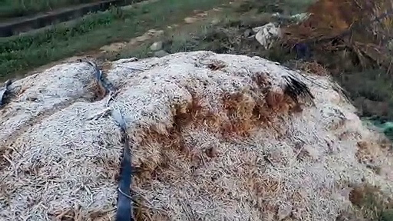 तापमान 5 डिग्री सेल्सियस तक गिरा, जमनें लगी ओंस...