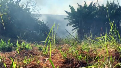 Incêndio em vegetação chama atenção de motoristas que transitam pela BR-277