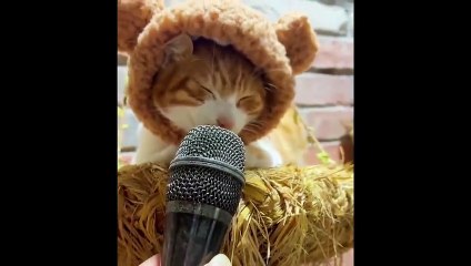 Pro Funny Animals videos - Dailymotion