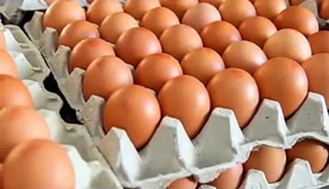 Eierskandal - Deutschland hüllt sich in Schweigen