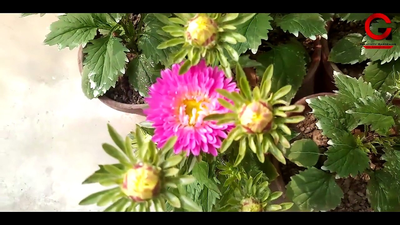 এস্টার গাছ প্রতিস্থাপনে কি ভাবে পরিচর্যা করবেন | এস্টার গাছের দ্বিতীয় ভিডিও