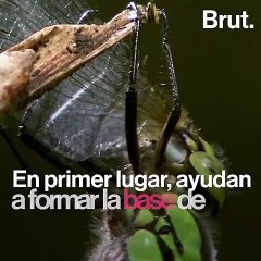 La importancia del excremento de hipopótamo 