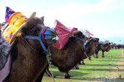 Son dakika haber | Geleneksel deve güreşleri festivali yapıldı